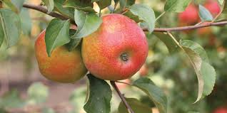 Honeycrisp Apple Tree More Varieties
