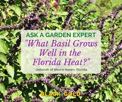 What Basil Grows Well In Florida Heat