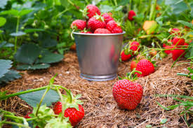 keep ants out of strawberry plants