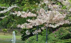 small flowering trees