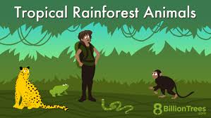 tropical rainforest s list