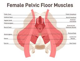 pelvic floor muscles why you should
