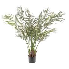 Areca Palm Indoor And Outdoor Plants