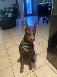 Selective breeding of world class pups for those who demand superior quality , confirmation and our puppies are raised within our family so are affectionate and playful. Doberman Puppy Petclassifieds Com