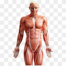 See human back anatomy stock video clips. Human Body Front And Back Hd Png Download 618x989 403196 Pngfind