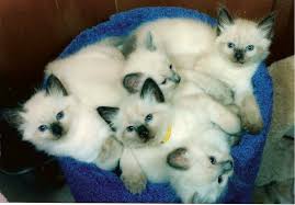 Ready for their forever homes eating solid foods and using their litter box. Balinese Cat For Sale Near Me Bali Gates Of Heaven