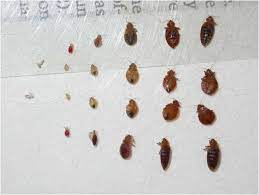 Bed Bugs Faq Solutions From Rose Pest