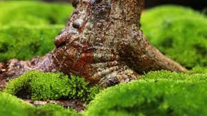 the best moss species for bonsai