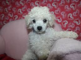 toy poodle dog male white 3475319 pet