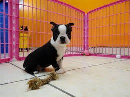 Generally they are a small dog with erect ears, short tails, smooth coats of black, seal or brindle with white markings. Boston Terrier Puppies For Sale In Columbus Ohio Oh North Ridgeville Mason Bowling Green Youtube