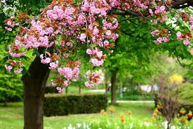 blossoms flower garden 4k 8k