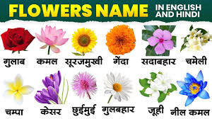 50 flowers name hindi english dono