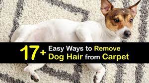eliminate dog hair from carpeting