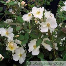kew gardens englische rose
