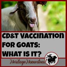 Cd T Vaccination For Goats Necessary Or Not December 2019