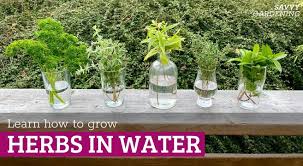 Growing Herbs In Water Tips For