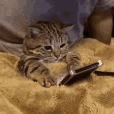 Work From Home Cat GIF by MOODMAN - Find & Share on GIPHY
