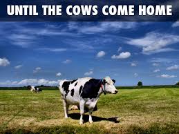 Image result for when the cows come home