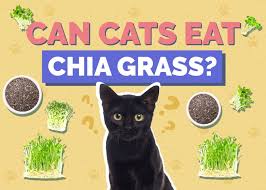Can Cats Eat Chia Grass Nutritional