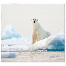 polar bear area rugs floor mats
