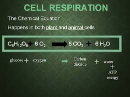 Cell Respiration Cells And Energy