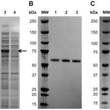 A Reduced Sds Page Analysis Of Lysate Samples Prior To