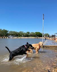 where dogs can swim around austin