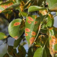 what s wrong with my crabapple tree