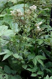 Filipendula ulmaria - Michigan Flora