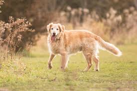 golden retriever dog grooming guide