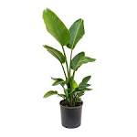 Image result for strelitzia