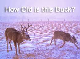 Aging Deer On The Hoof By Deerbuilder Com