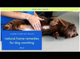 natural home remes for dog vomiting