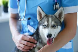 spaying or neutering your pet