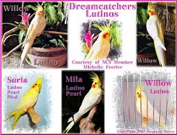 Chapter 4 Cockatiel Mutations A Bounty Of Color
