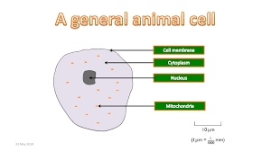 With a light microscope you can see several structures inside the cell. Igcse Biology Cells Identify The Key Features Of Plant And Animal Cells 22 May Ppt Download
