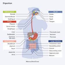 Digestion: Anatomy, physiology, and chemistry
