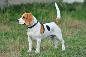 Bevor sie einen hund kaufen, und besonders einen beagle, sollten sie wissen, wie. Beagle Hund Charakter Ernahrung Pflege