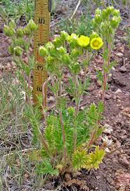 Southwest Colorado Wildflowers, Potentilla