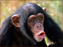 Monkey , گالری عکس میمون