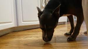 dog licking floor incessantly you