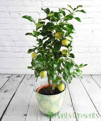 Lemon Trees Fruiting Lemon Tree