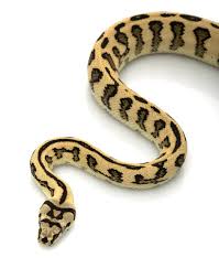 carpet python stock photos royalty