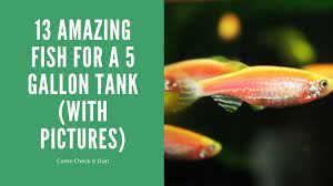 fish for a 5 gallon tank 13 amazing