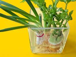 Herbs You Can Regrow Without Soil