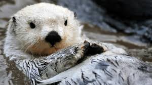 free sea otter hd wallpaper