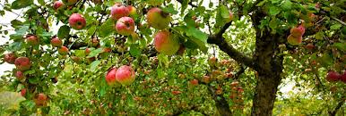 Per unit prices by caliper bdl bdl+ 50+ 100+. Fruit Trees Sierra Vista Growers