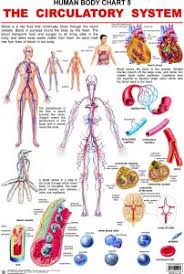Human Body Chart The Circulatory System By Dreamland