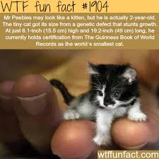 What tricks can dogs and cats do? Dog And Cat Wtf Fun Facts For Your Hump Day Album On Imgur