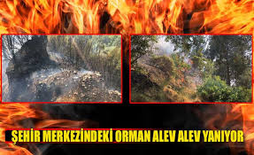 We did not find results for: Sehir Merkezindeki Orman Alev Alev Yaniyor